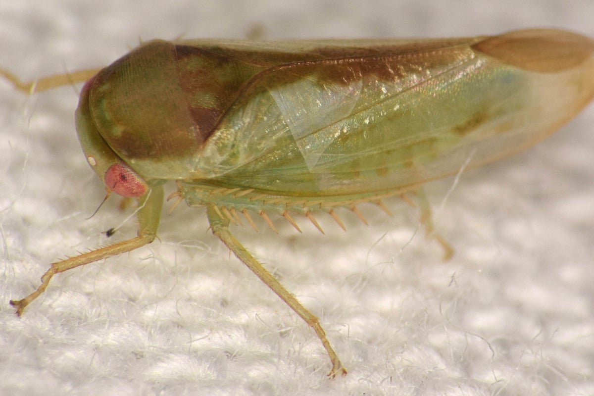 प्राण्यांच्या पुनरुत्पादक अवयवांचे परीक्षण केल्याने वैज्ञानिकांना सात नवीन प्रजाती शोधण्यात कशी मदत झाली