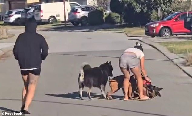 पर्थमधील स्टेडियमबाहेर कुत्र्याने केलेल्या हल्ल्यानंतर एका जर्मन शेफर्डला “लंगडा आणि रक्तस्त्राव” झाला होता.