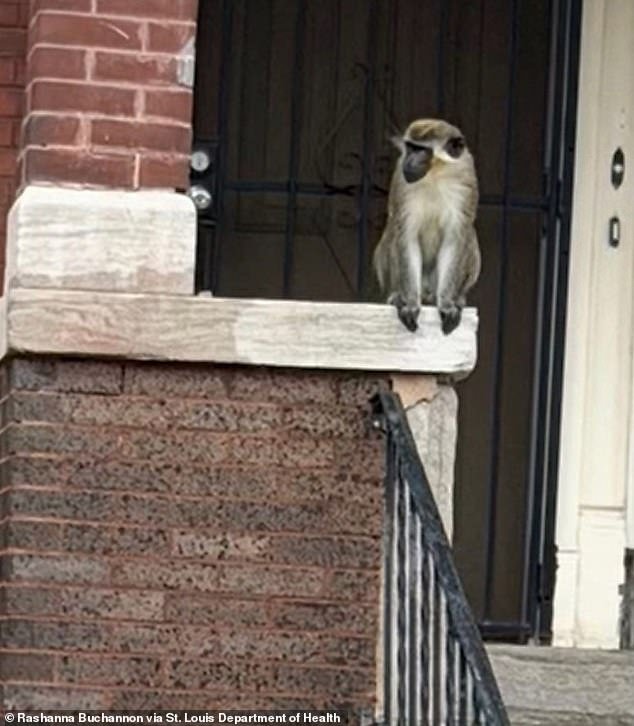 105418255-15453683-Residents_of_St_Louis_were_warned_about_monkeys_loose_on_the_nor-a-1_1768167862815.jpg