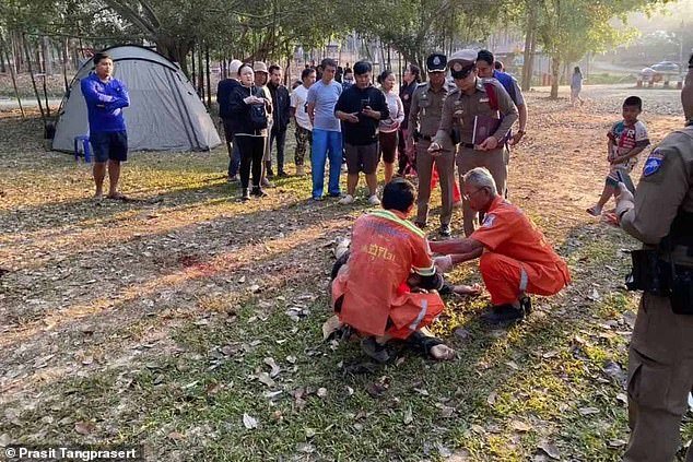 त्याच बदमाश प्राण्याने तिसऱ्या हत्तीला थाई कॅम्पमध्ये त्याच्या बायकोसमोर पायदळी तुडवण्याआधी एक हत्ती पर्यटकाला त्याच्या सोंडेने उचलून नेतो.