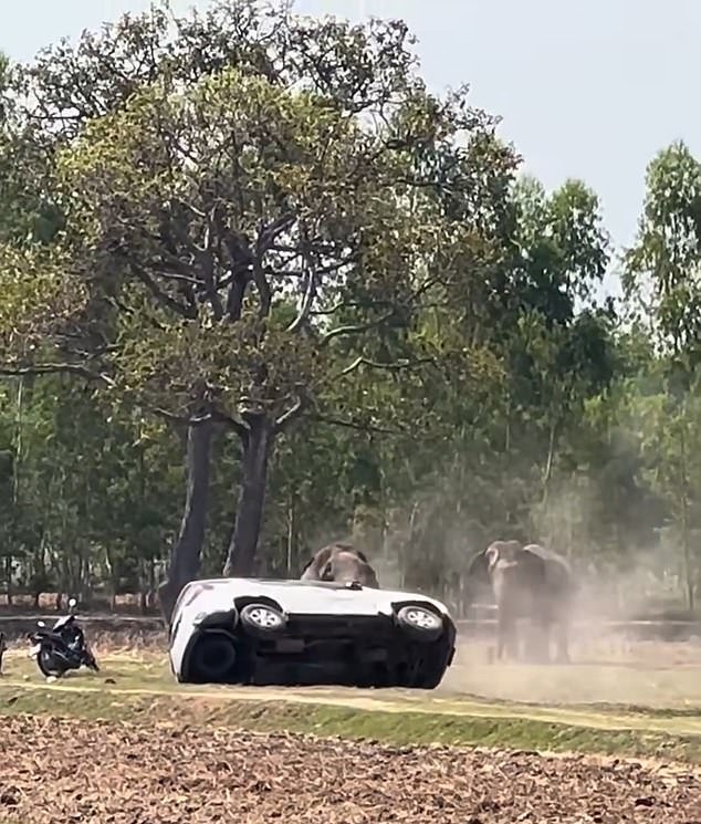 आता नाही, माझ्या मित्रा! संभोगात व्यत्यय आल्यावर हत्ती निडर होऊन वाहने फोडतो