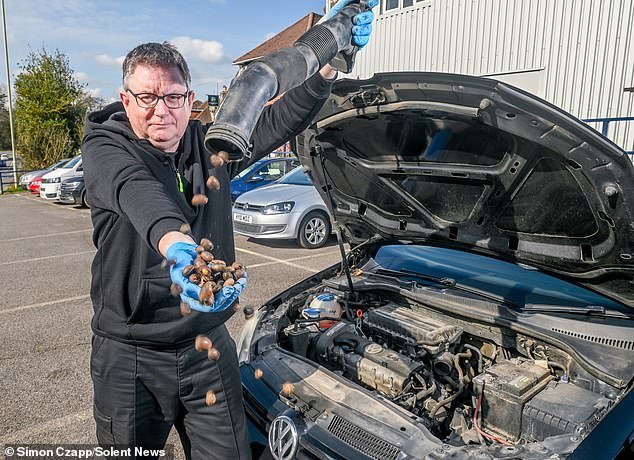 इथेच गिलहरी त्यांचे नट लपवतात! गोंधळलेल्या वाहनचालकांना असे आढळून आले आहे की उंदीर त्यांच्या कारमध्ये काजू भरल्यामुळे इंजिनमध्ये समस्या येत आहेत