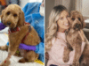 Mini Goldendoodle ला कॅन्सरपासून वाचण्यासाठी केमोची गरज आहे-नंतर मालक विमा तपासतो