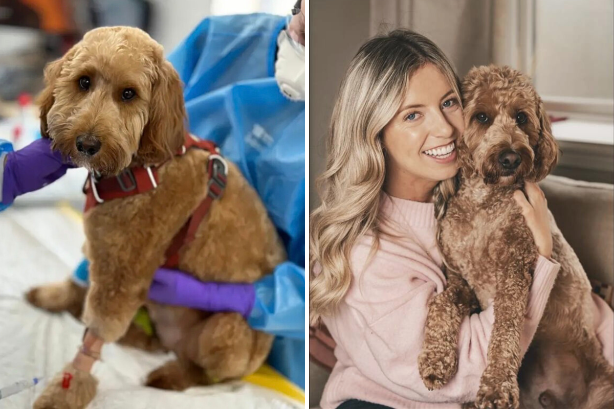 Mini Goldendoodle ला कॅन्सरपासून वाचण्यासाठी केमोची गरज आहे-नंतर मालक विमा तपासतो