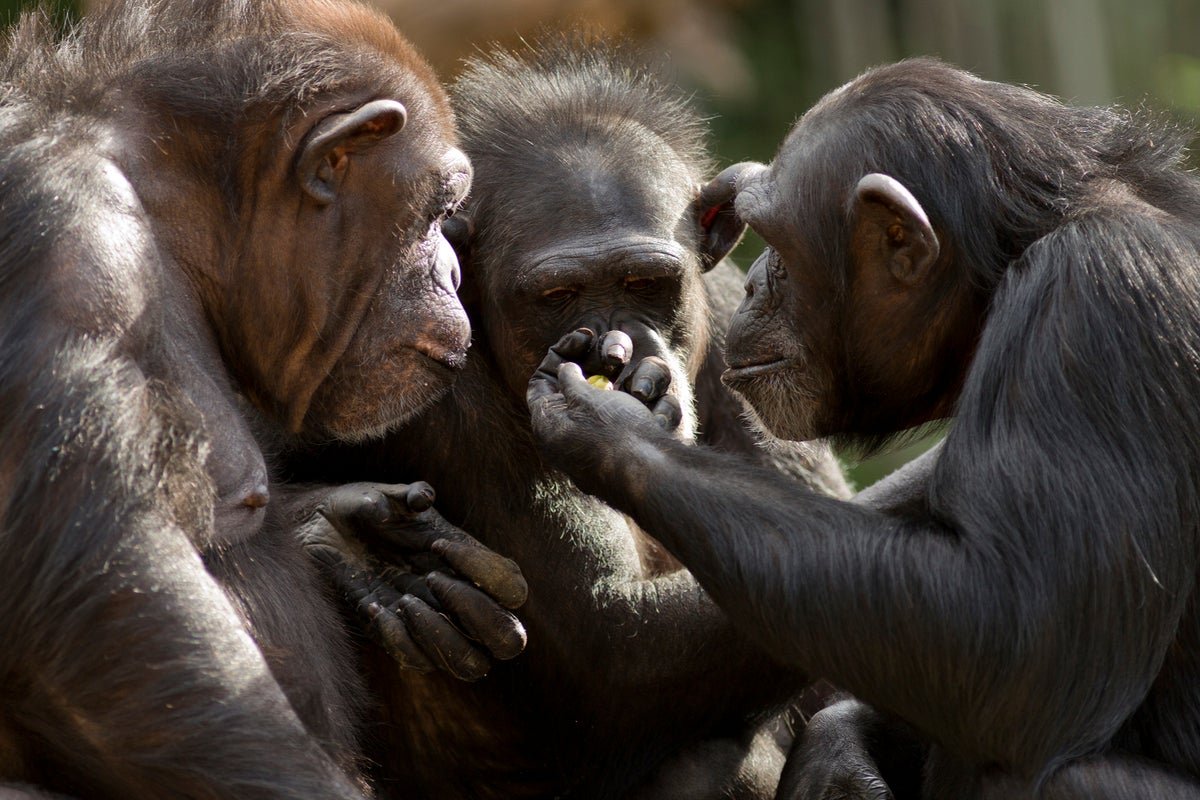मानवी शरीराचा अद्वितीय भाग ज्याचे उत्क्रांती स्पष्ट करू शकत नाही