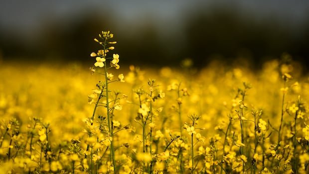 चीनने 1 मार्चपासून कॅनडावरील काही कृषी शुल्क निलंबित केले आहेत