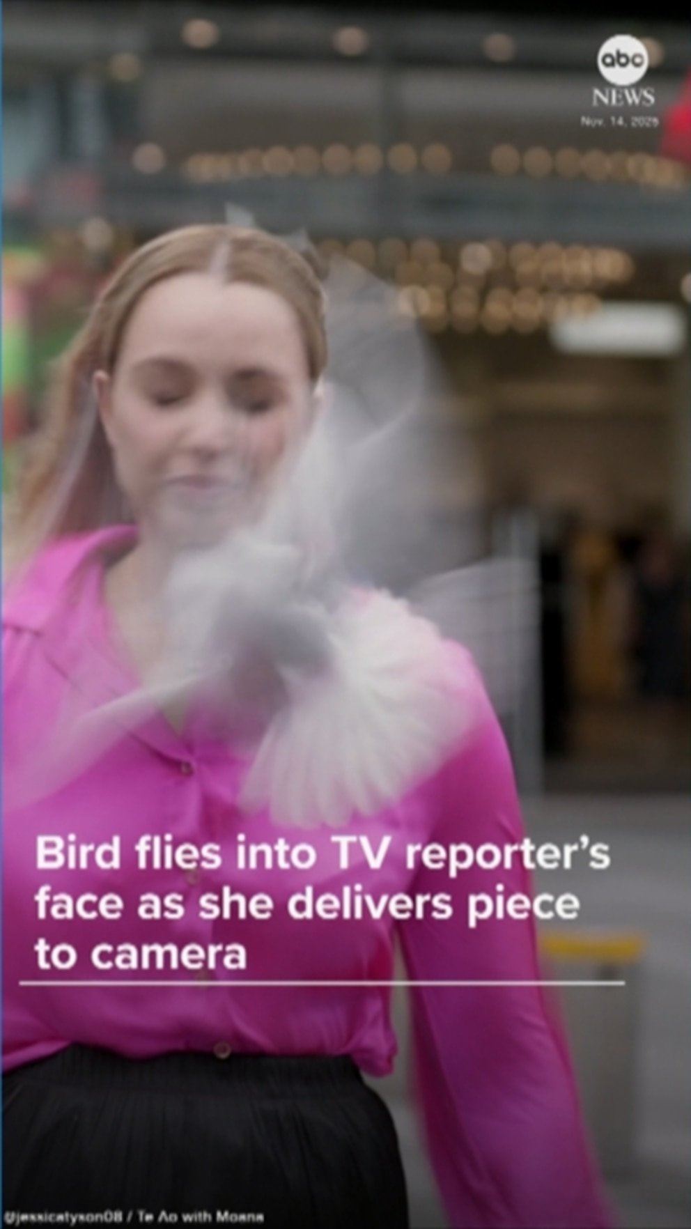 पहा: पक्षी टीव्ही रिपोर्टरच्या चेहऱ्यावर उडतो कारण त्याने कॅमेरावर एक तुकडा उडवला