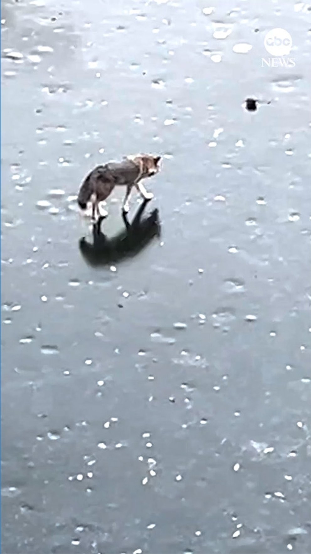 पहा: कोयोटला न्यूयॉर्कच्या सेंट्रल पार्कमध्ये थंडी वाजताना दिसली