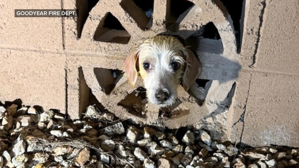 पहा: कॅनाइन अग्निशामकांचा ख्रिसमस बचाव व्हायरल झाला