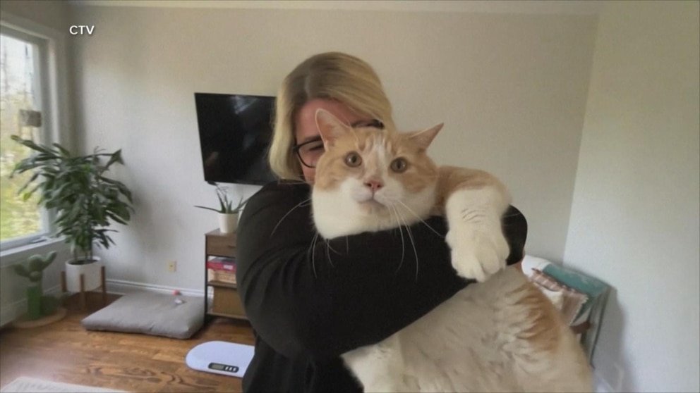 पहा: ‘किट्टी फॅट कॅम्प’ जास्त वजन असलेल्या मांजरींना घरे शोधण्यात मदत करते