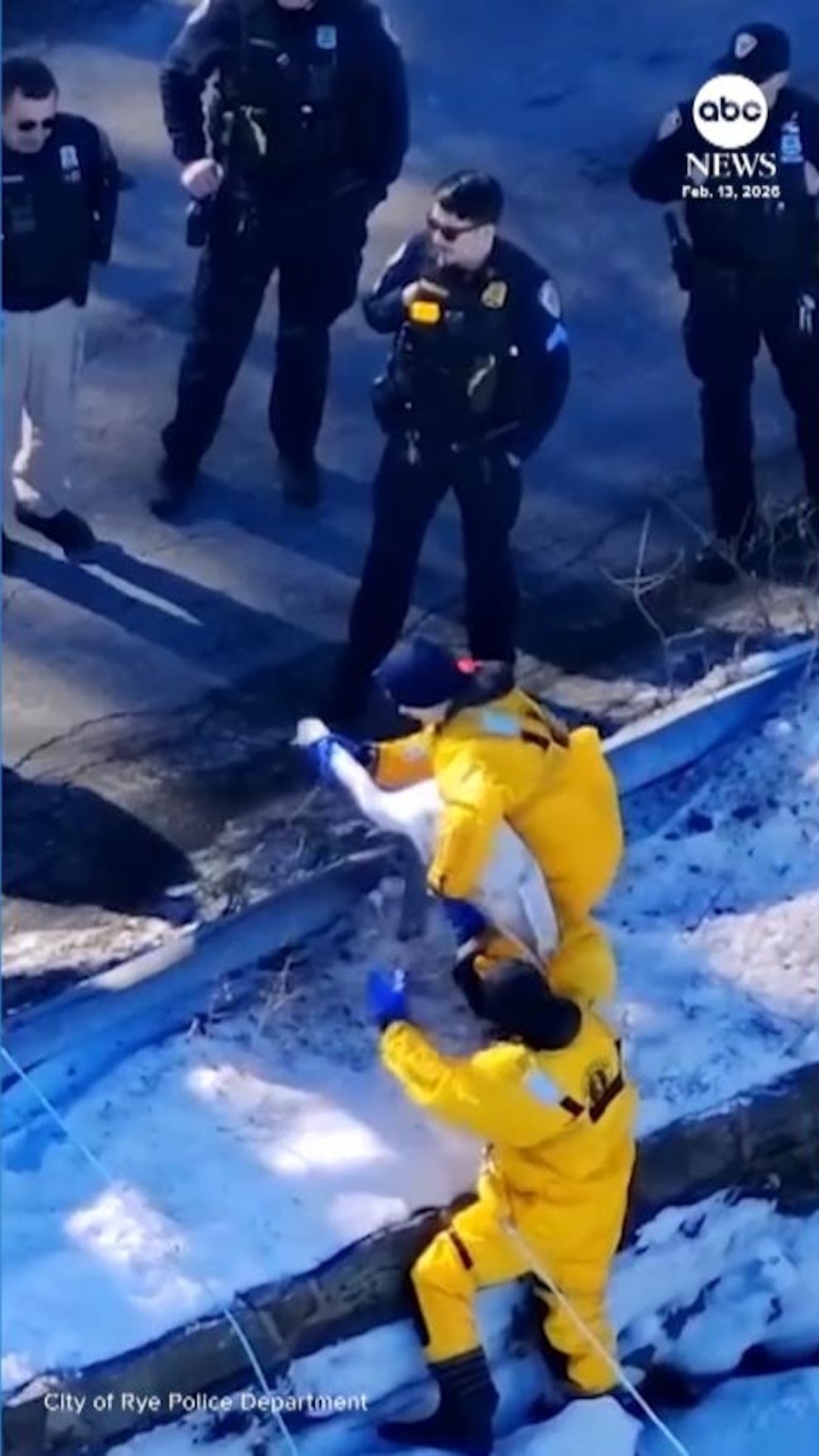 पहा: गोठलेल्या तलावात अडकलेल्या हंसाला बचाव पथकाने वाचवले