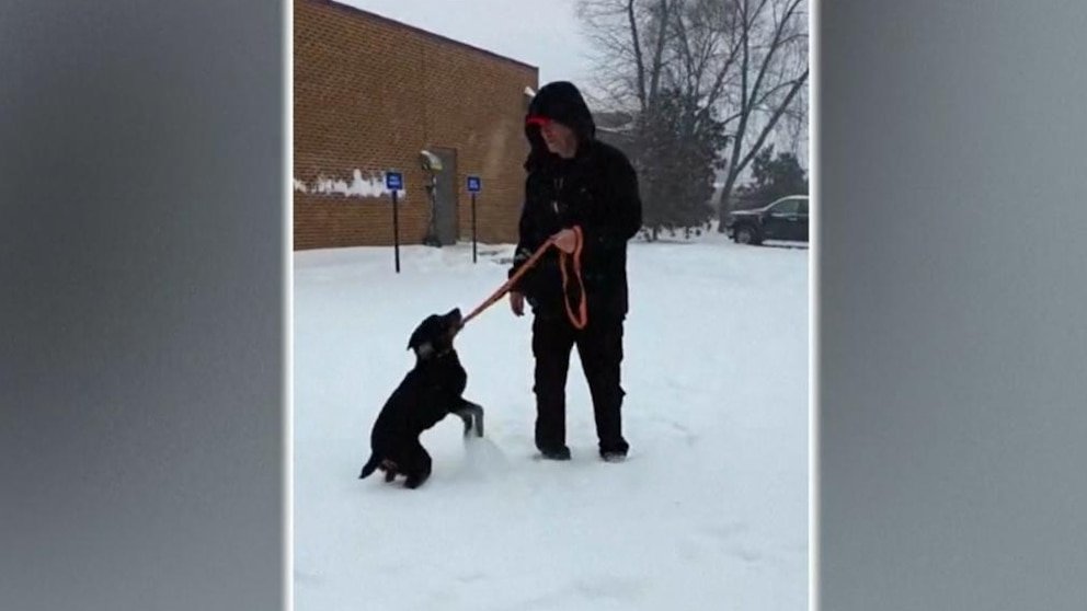 पहा: स्वयंसेवी कुत्रा चालणारे एकही दिवस चुकवत नाहीत, अगदी बर्फातही