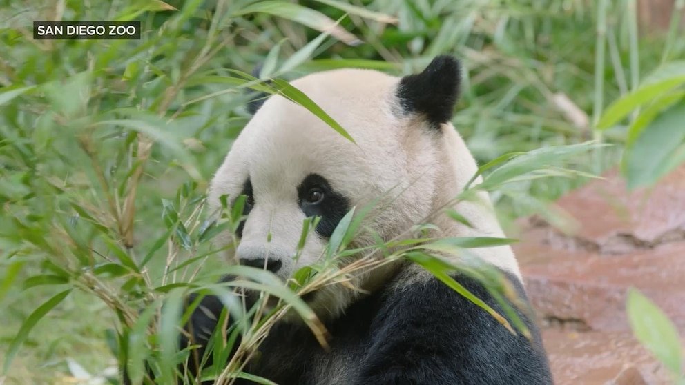 पहा: सॅन दिएगो प्राणीसंग्रहालयात मजा शोधणे