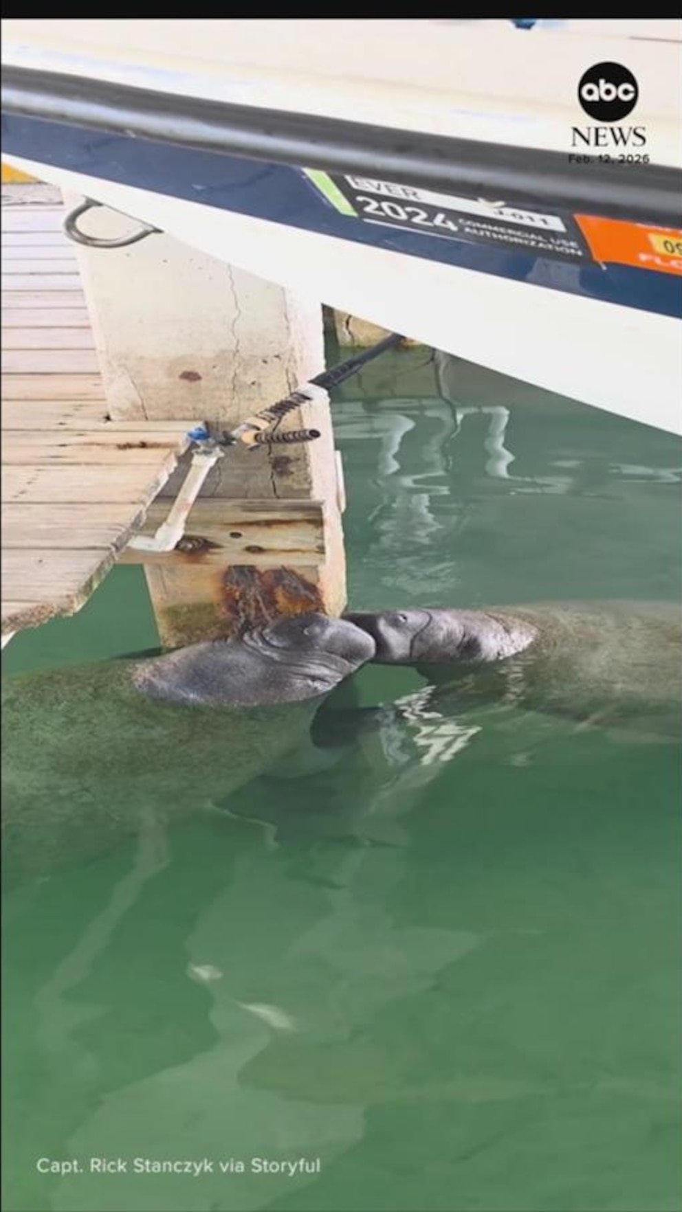 व्हिडिओ मॅनेटीज फ्लोरिडा की मध्ये एक निविदा क्षण सामायिक करतात