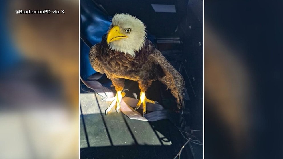 पहा: राष्ट्रपतींच्या दिवशी बाल्ड गरुडाची सुटका