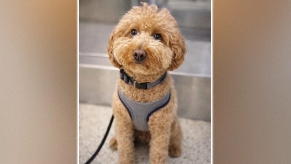 पहा: विमानतळावर सोडलेला कुत्रा कायमचे घर शोधतो