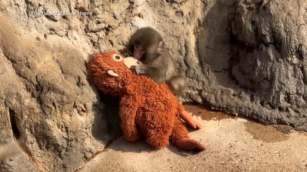 पहा: माकड पंच भेटा