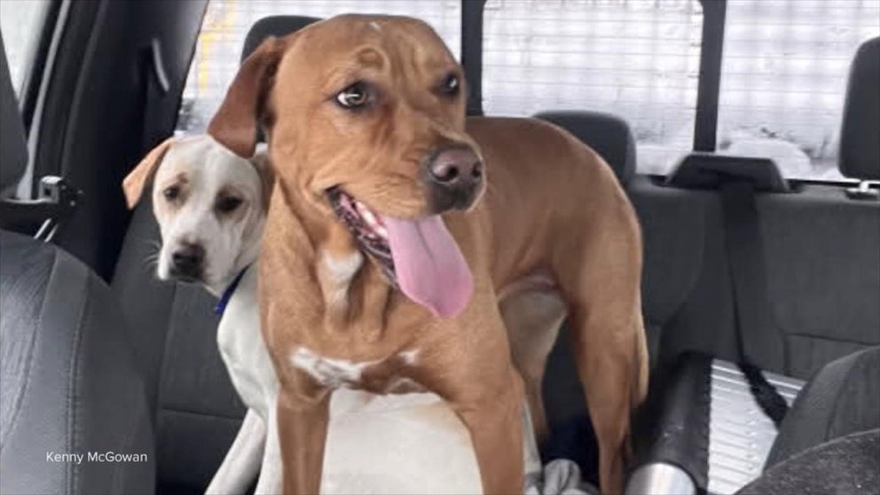 स्नोप्लो ड्रायव्हर डेव्हिड मुइर हिमवादळाच्या उंचीदरम्यान हरवलेल्या कुत्र्यांना वाचवताना व्हिडिओ सांगतो.