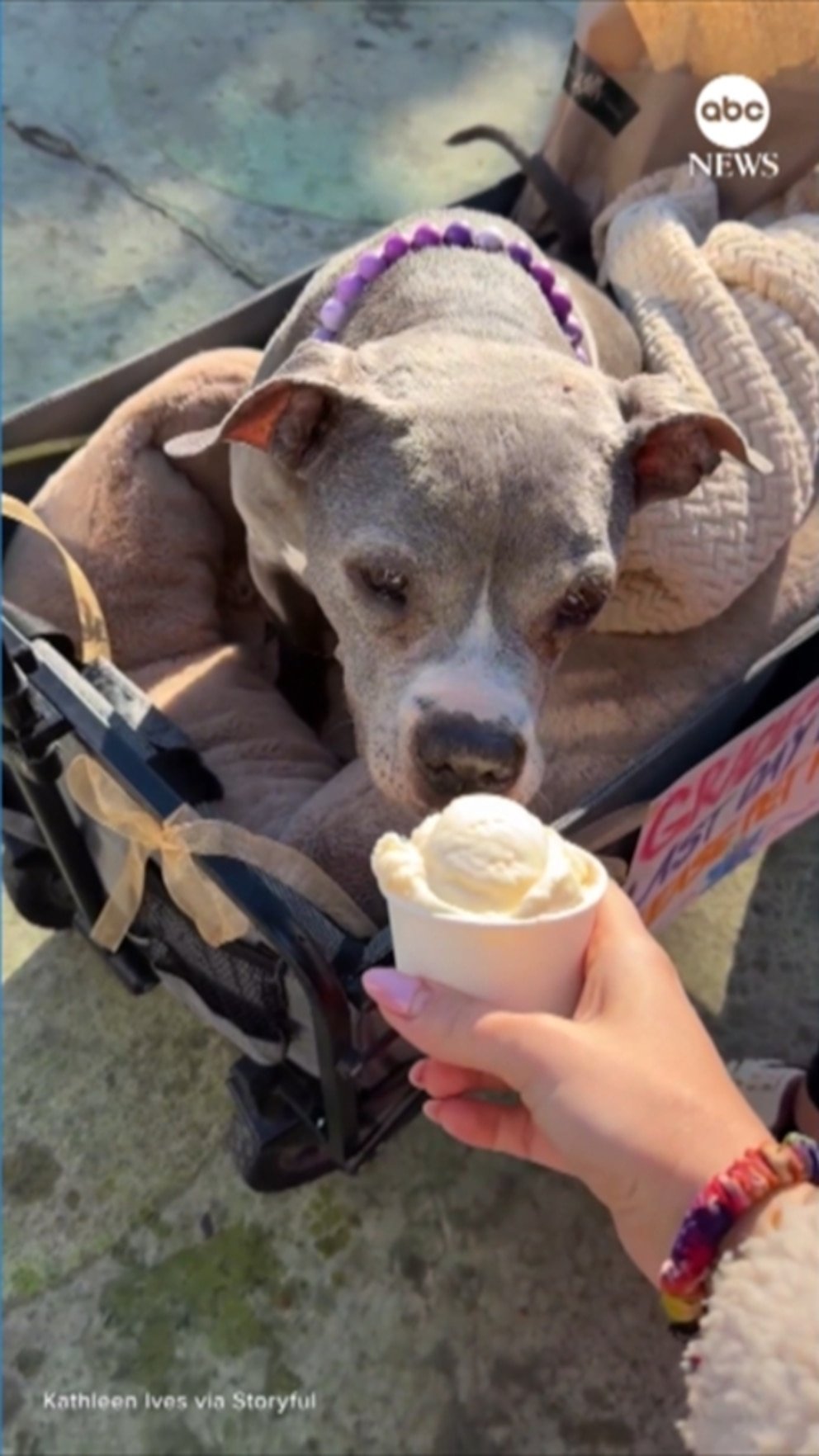 व्हिडिओ ‘ग्रेसी’ नावाच्या आजारी कुत्र्याचा ‘सर्वोत्तम शेवटचा दिवस’ आहे