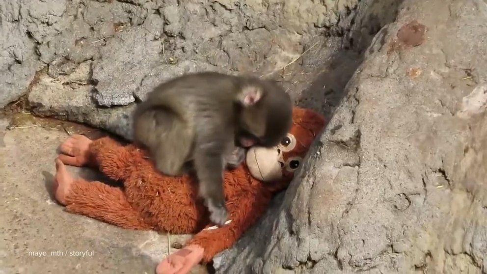 व्हिडिओ डेव्हिड मुइर पंच या माकडाची कथा शेअर करतो ज्याला खेळण्यातील ओरंगुटानमध्ये आराम मिळतो