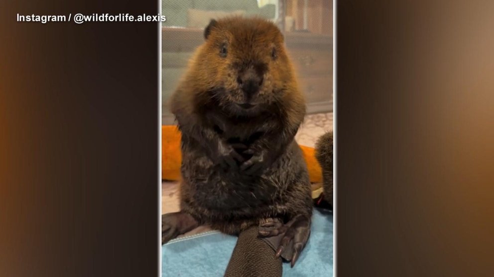 पहा: बो बीव्हरची अविश्वसनीय बचाव कथा