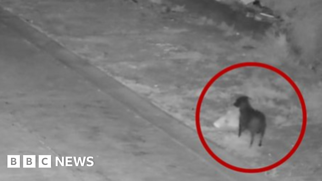 इटालियन अधिकाऱ्यांनी कुत्र्याला त्याच्या कचऱ्याची बेकायदेशीरपणे विल्हेवाट लावण्यासाठी प्रशिक्षण दिल्याचा आरोप केला