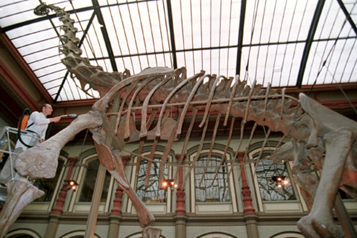 तज्ज्ञांनी शोधून काढले आहे की लहान मानेचे डायनासोर हे भक्षकांसाठी “परफेक्ट स्नॅक” म्हणून काम करतात.