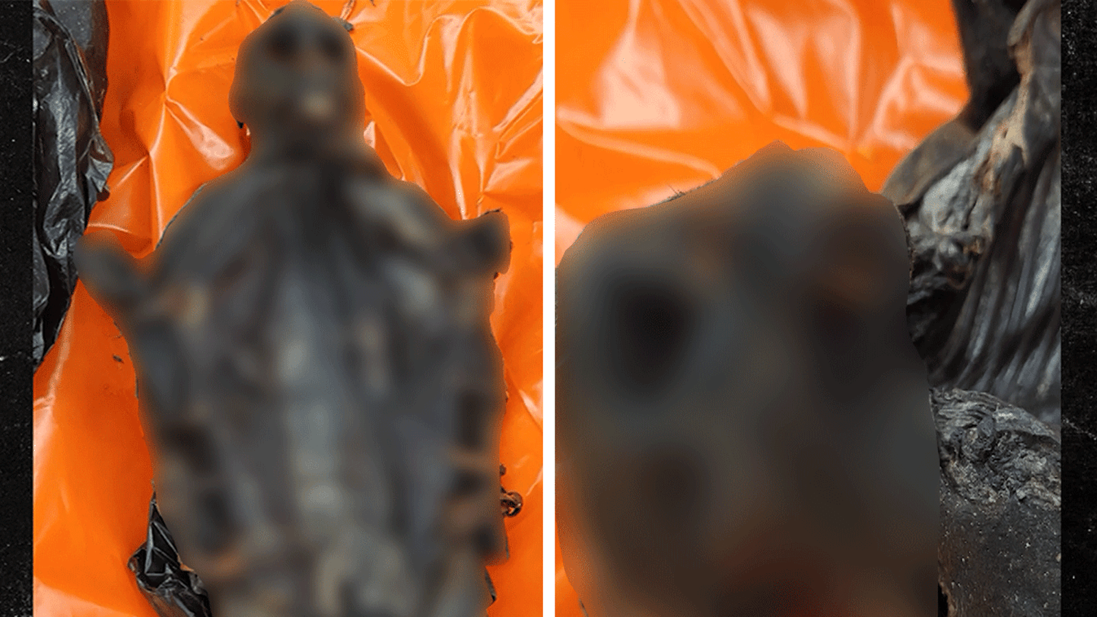 शिकागोच्या ओ’हारे विमानतळावर प्रवाशाकडून ‘अमानवीय प्राइमेट मीट’ जप्त