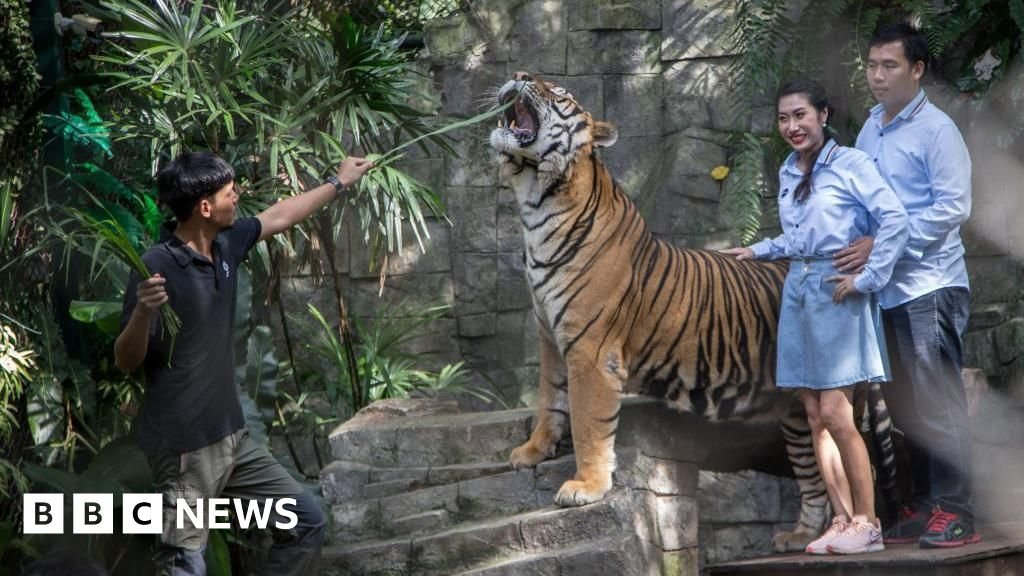 टुरिस्ट पार्कमध्ये आजारी पडून 72 वाघांचा मृत्यू झाल्याची चौकशी सुरू आहे