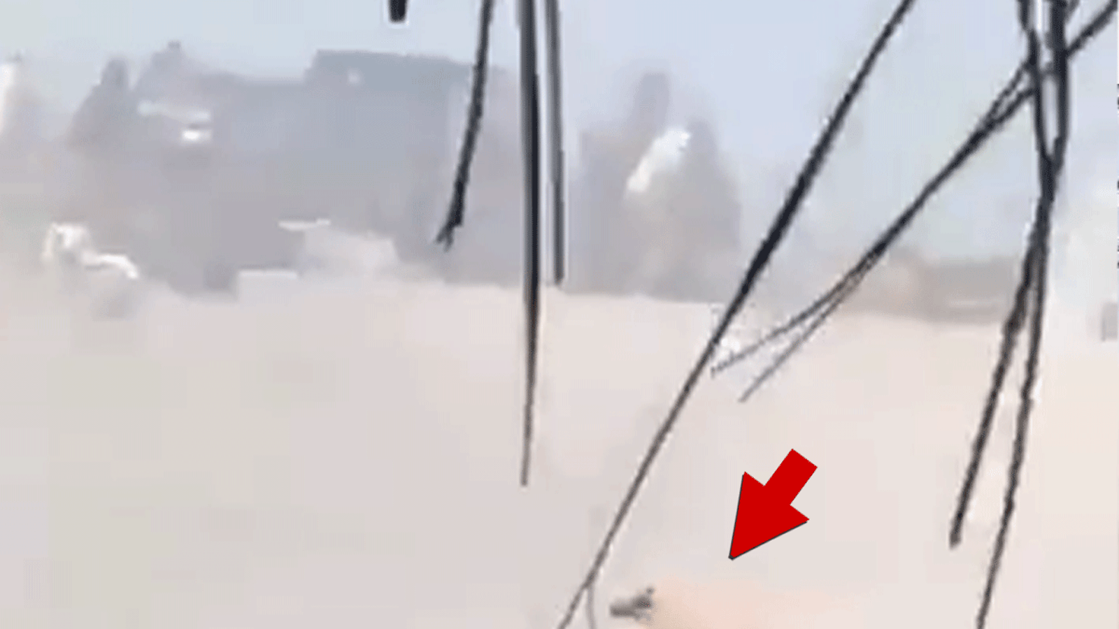 मेक्सिकोच्या प्वेर्टो वलार्टामध्ये सामूहिक गोळीबारात कुत्रा पकडला गेला