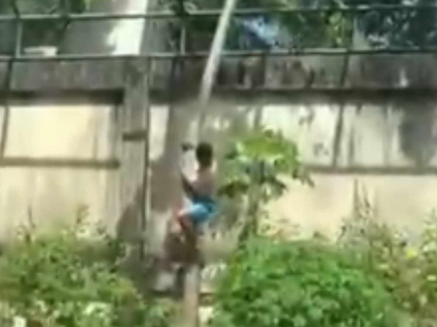 ब्राझीलमधील प्राणीसंग्रहालयात सिंहिणीच्या पिंजऱ्यात शिरल्याने एका तरुणाचा मृत्यू झाला