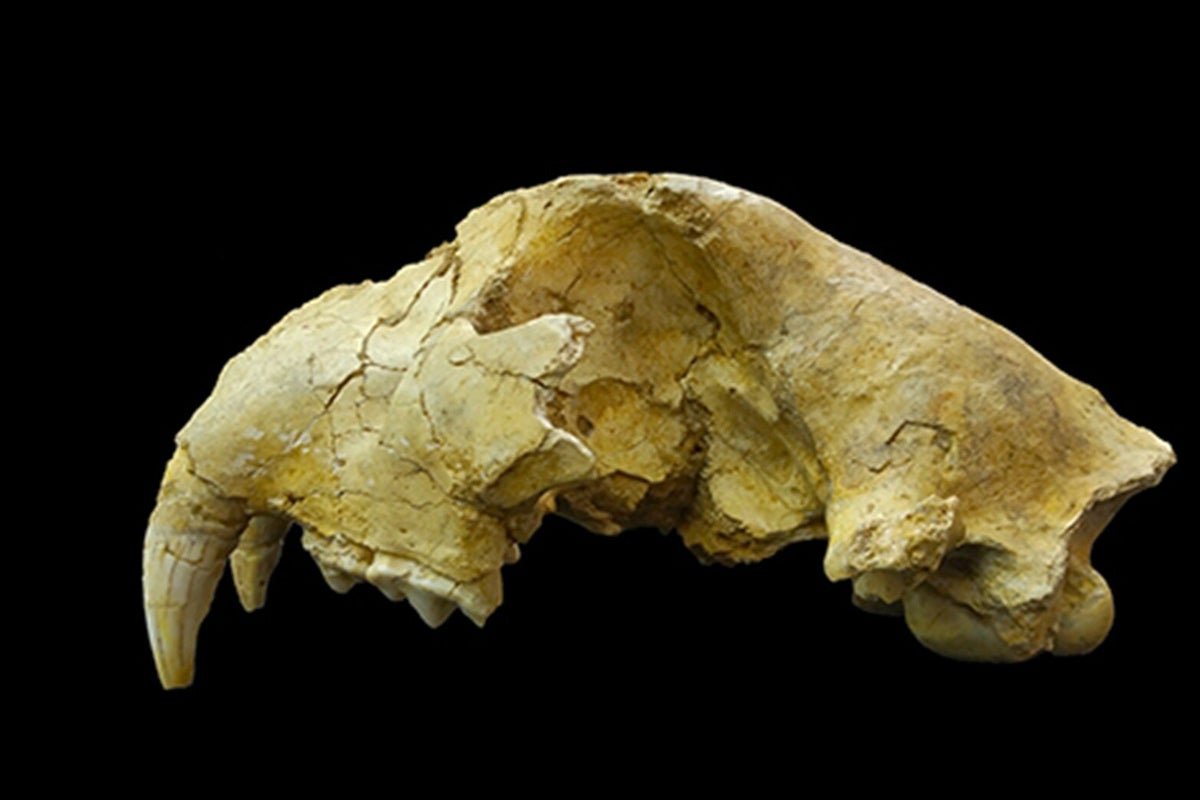 Cave-lion-skull-excavated-from-Shizuoka-Prefecture-central-Japan.jpeg