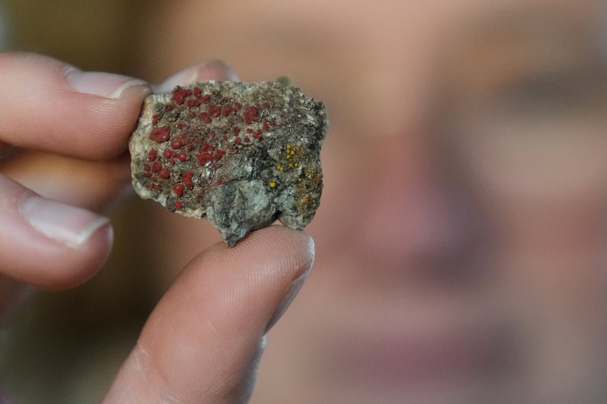 शास्त्रज्ञांना पिवळ्या मशरूमचे वेड का आहे?