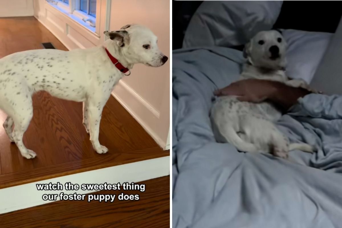 पालक कुत्र्याची पिल्ले दररोज सकाळी तेच करतात – कारण हृदय वितळते