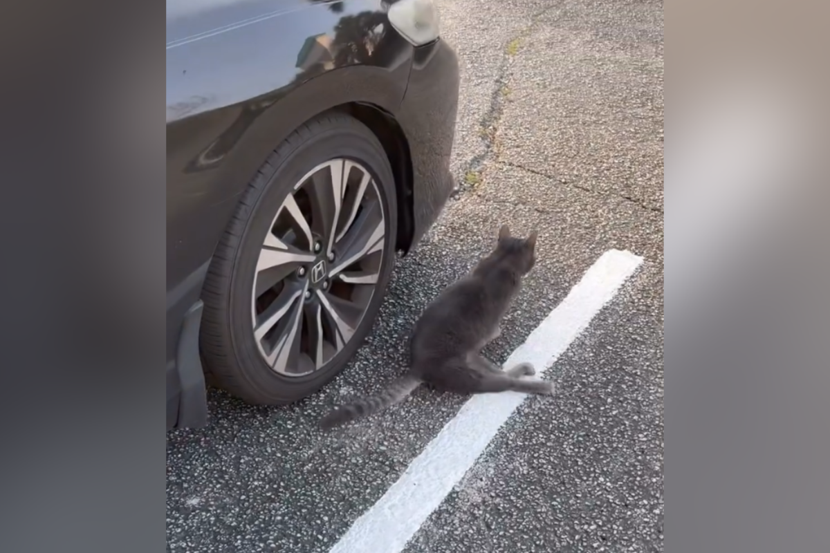 अर्धांगवायू झालेली मांजर स्वतःला दररोज कामावर कशी घेऊन जाते हे पाहून अश्रू: ‘निर्धारित’