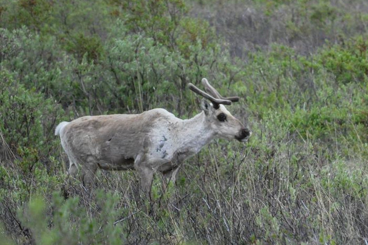 Female-caribou-navigates-the-scrub-in-Alaskas-Denali-National-Park.jpeg