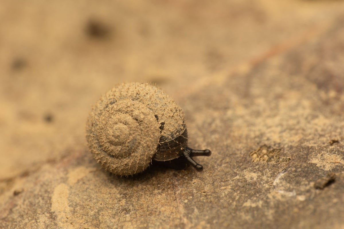 German-hairy-snail-262najje.jpeg