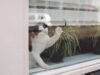 विंडोजिलवर मांजरींमधील फ्लर्टेशन मालकाने पकडले: ‘रेड लाइट डिस्ट्रिक्ट’