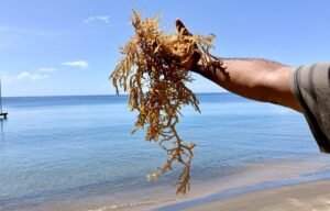 समालोचन: महासागराच्या संसाधनांचा उपयोग – ब्रेंटन मेसनने समुद्राला शाश्वत उपजीविकेत कसे बदलले