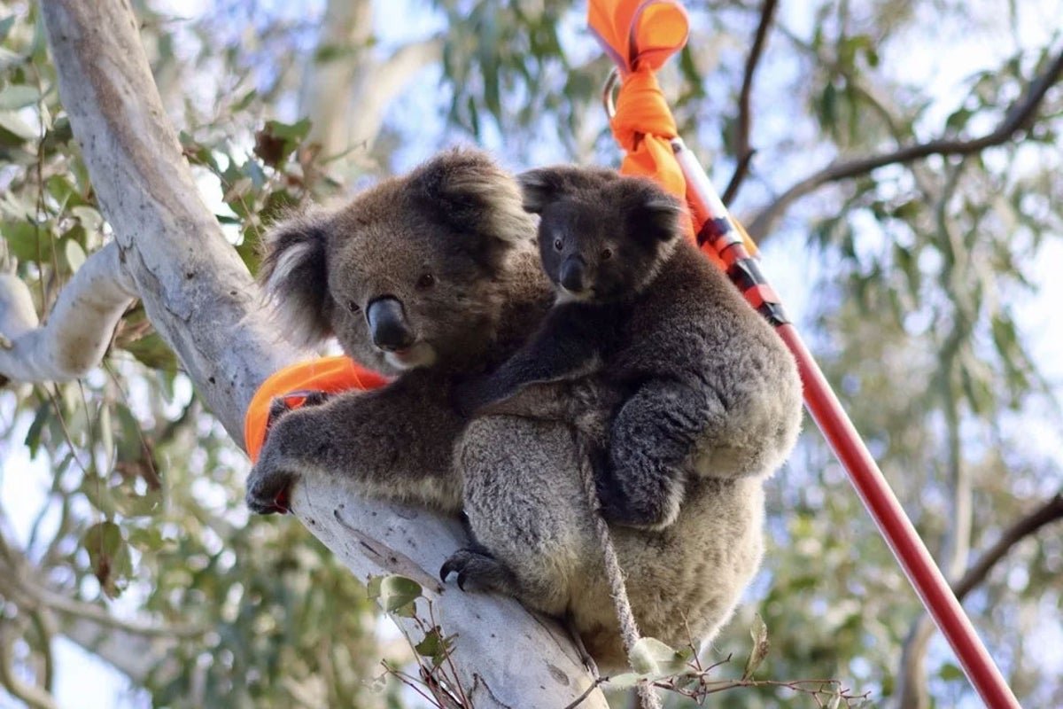Koala-with-joey.jpeg