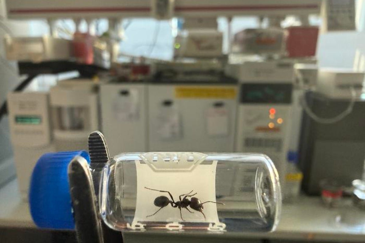 Messor-barbarus-worker-in-front-of-the-gas-chromatograph-where-the-hydrocarbons-on-its-cuticle-were.jpeg