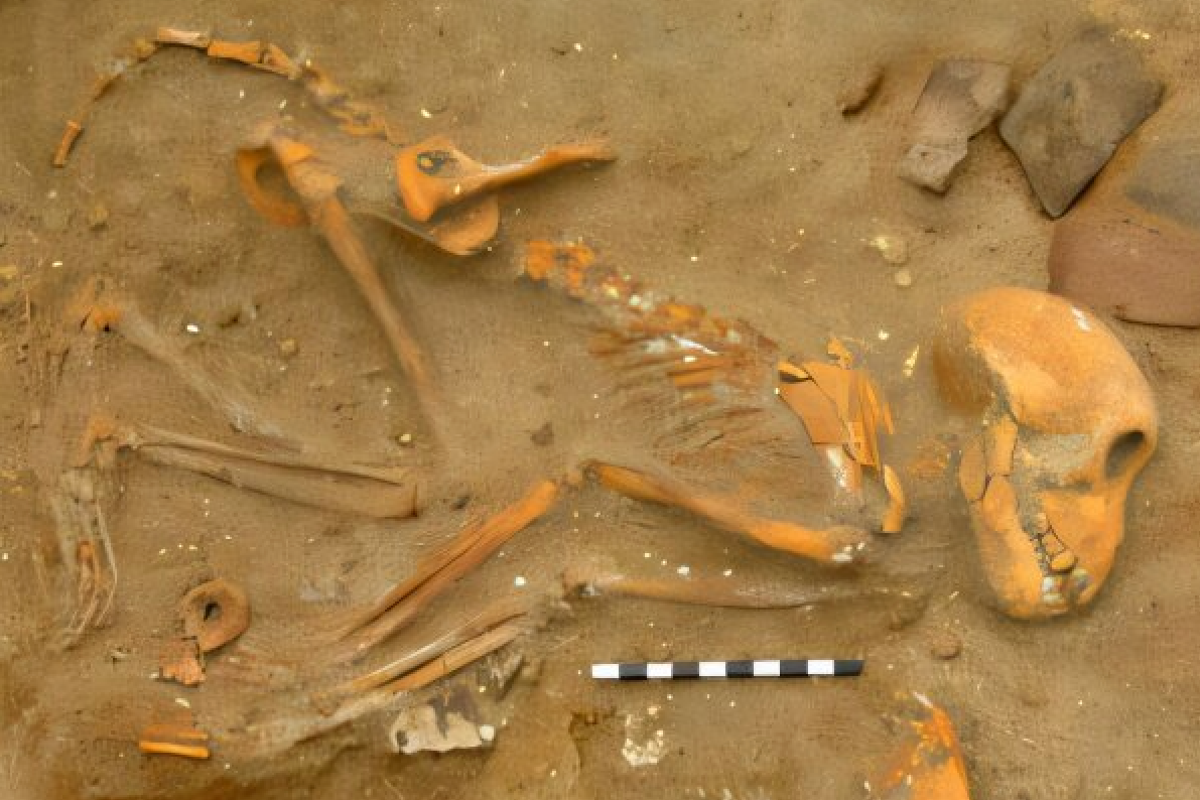 Monkey-burial-from-the-Berenike-pet-cemetery.png