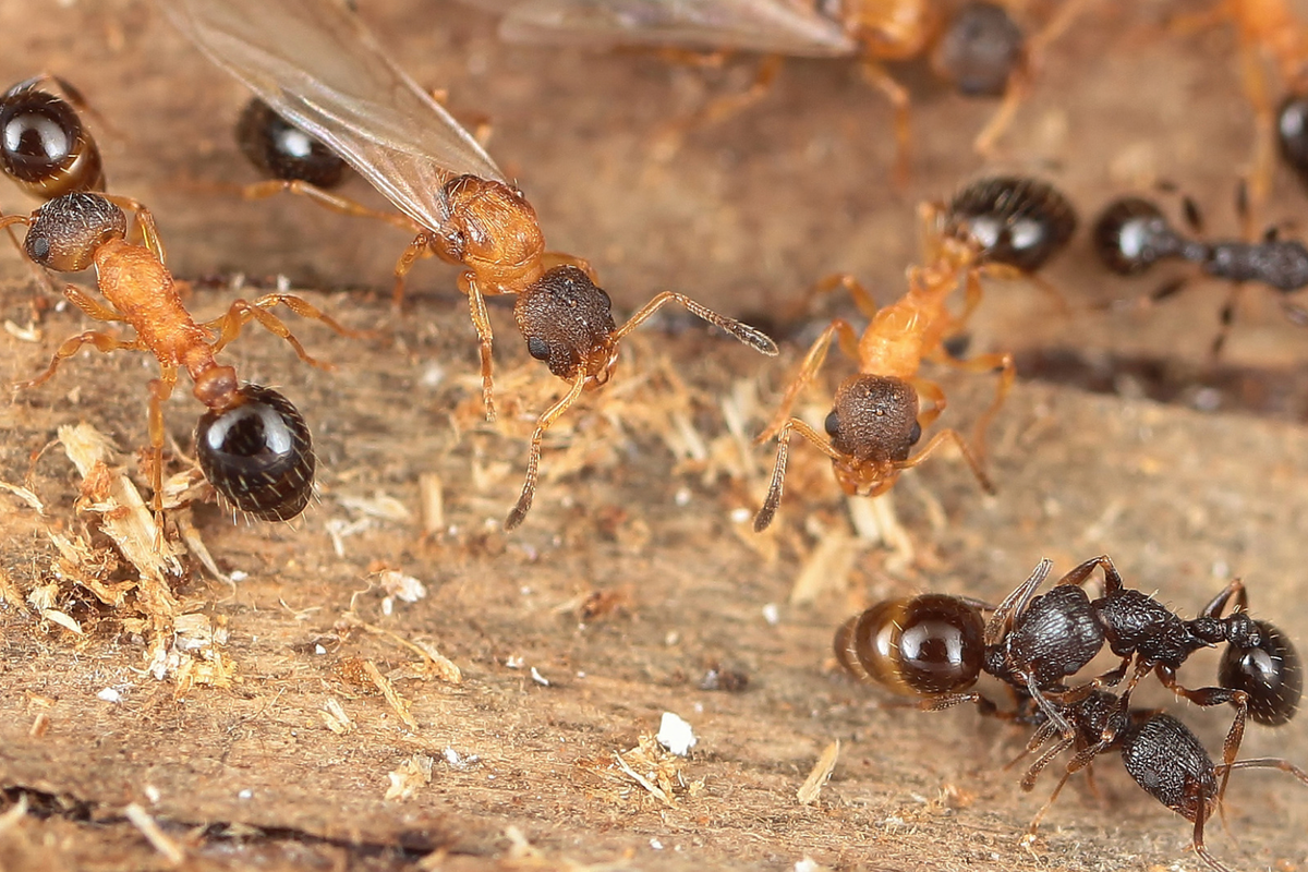 जपानमध्ये परजीवी मुंगीचा एक प्रकार सापडला ज्यामध्ये प्रत्येक व्यक्तीला राणी असते