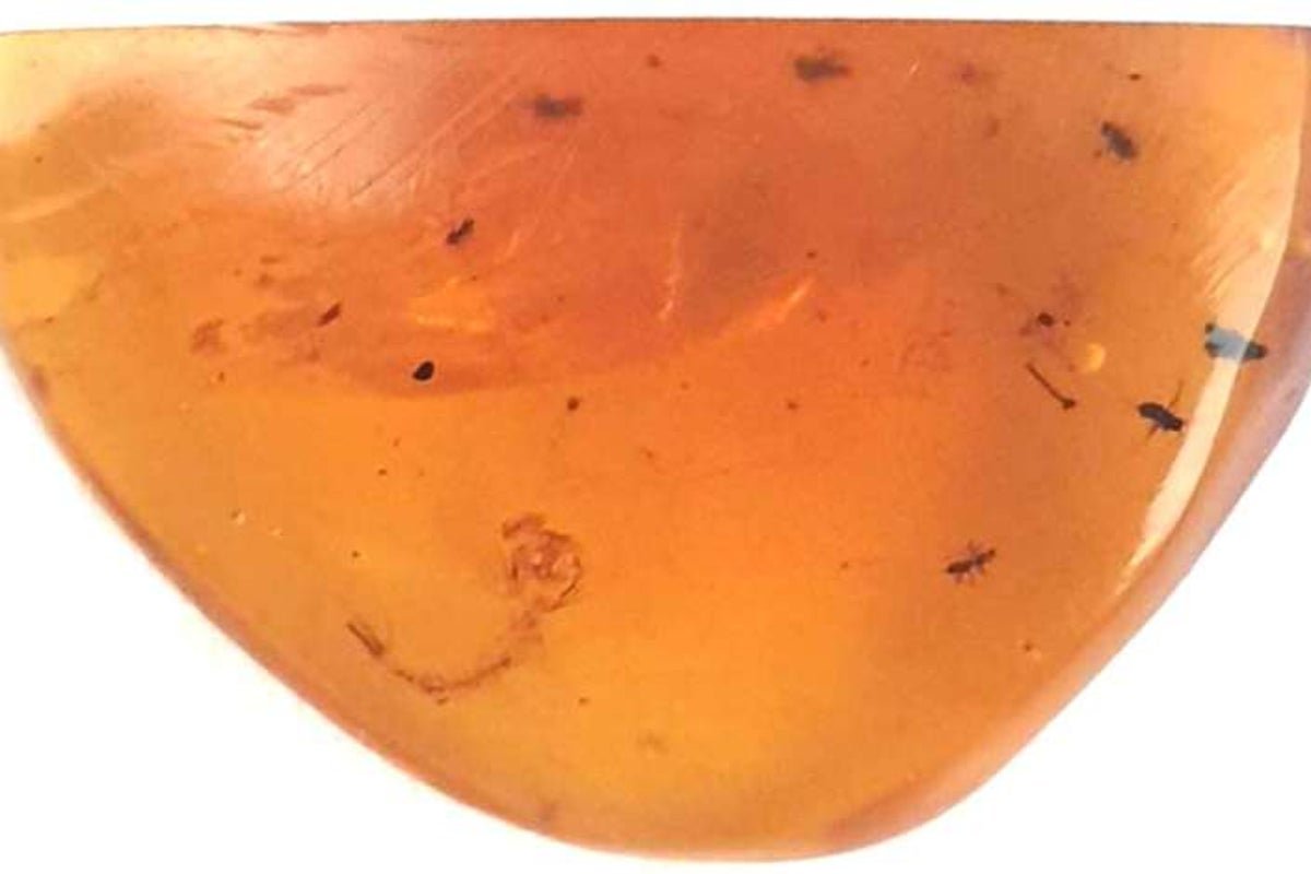 Oldest-known-mosquito-larva-trapped-in-amber.jpeg