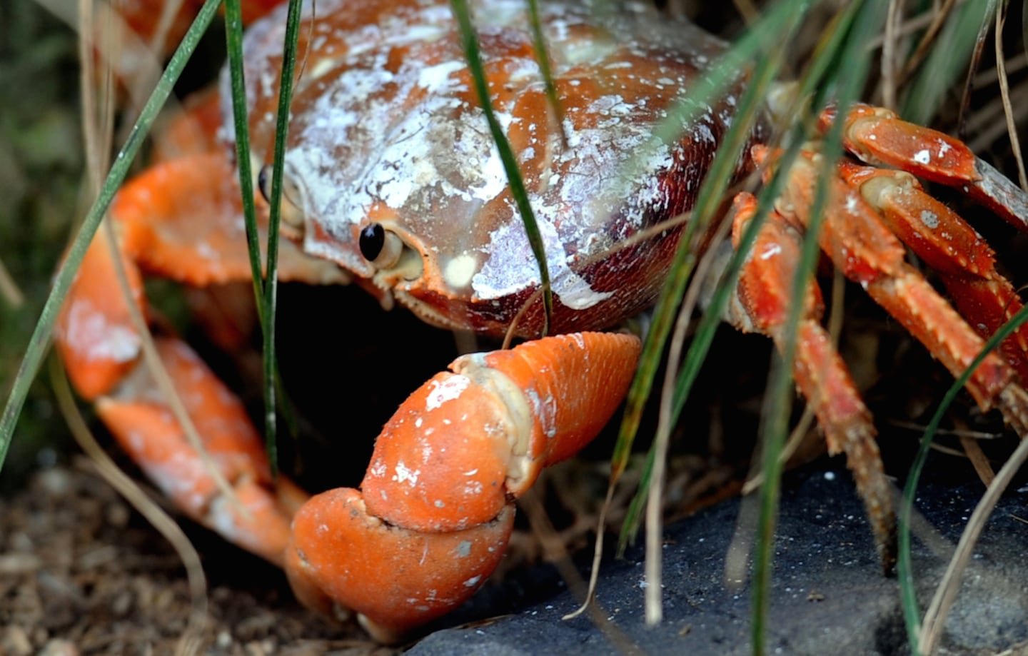 ज्या महिलेने तिच्या सोशल नेटवर्कसाठी खेकडा खाण्याची नोंद केली होती तिचा दुःखद अंत झाला