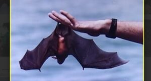 समालोचन: वटवाघुळ – काहींसाठी फ्लाइंग पेस्ट कंट्रोलर! इतरांसाठी एक स्वादिष्ट जेवण!