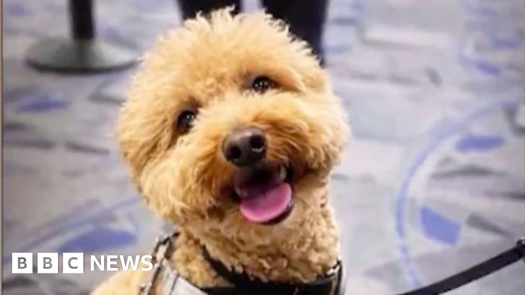 लास वेगास विमानतळावर कुत्र्याला सोडून दिल्याचा आरोप महिलेवर