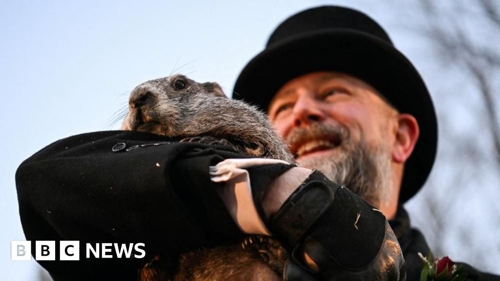 Punxsutawney Phil Groundhog Day साठी दिसते