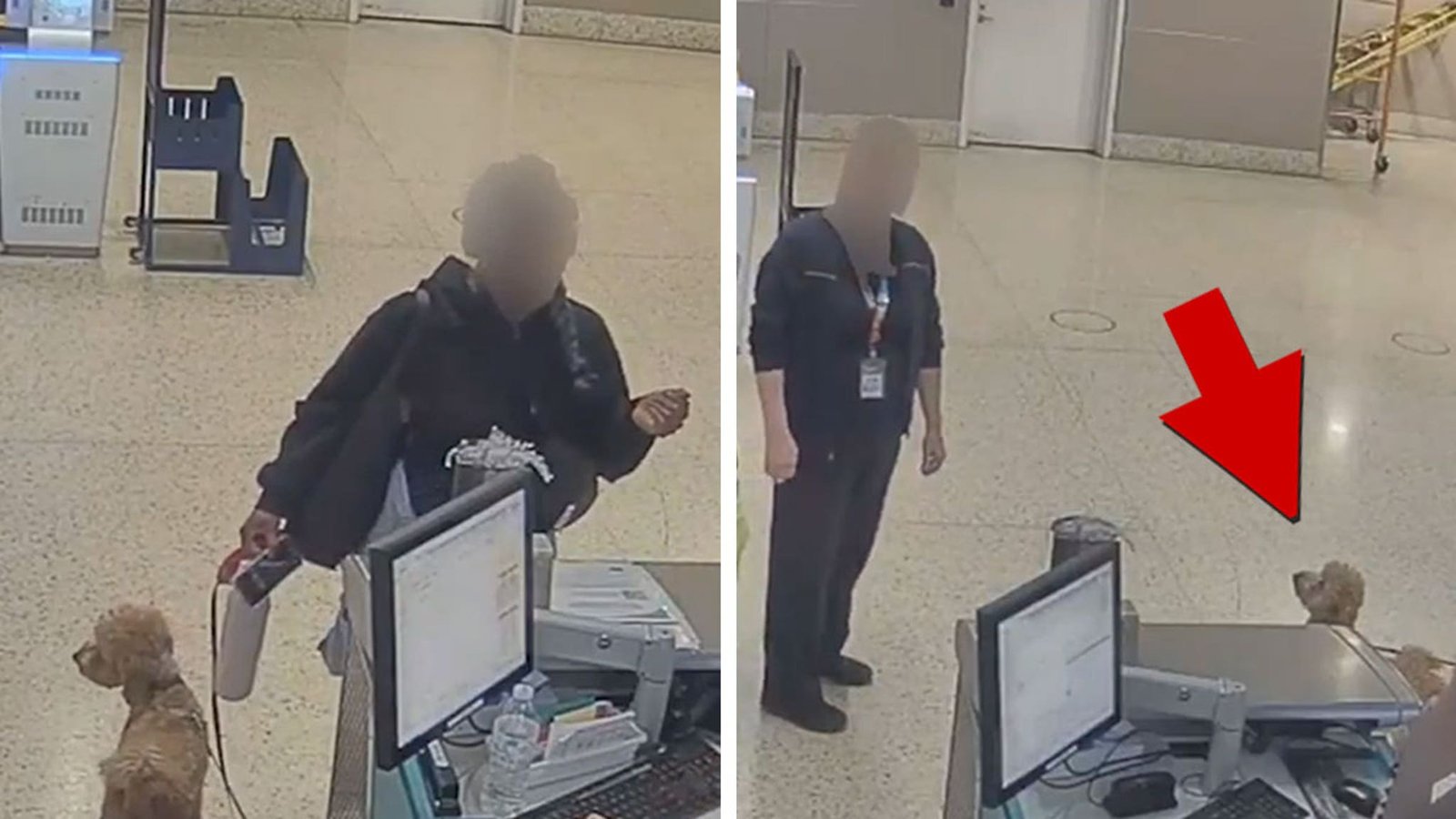 विमानतळावर कुत्रा बांधून बाहेर पडल्यानंतर महिलेला अटक, व्हिडिओवर