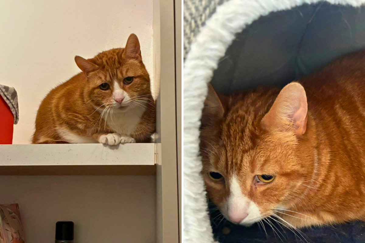 11 वर्षाच्या मांजरीने पालनपोषणासाठी धडपडणाऱ्या चेहऱ्याला वाचवताना अश्रू